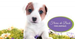 Curso de Flores de Bach para Perros, gatos y otros Animales Curso de Flores de Bach para Perros, gatos y otros Animales