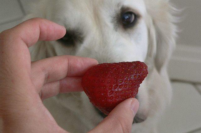 fresas para perros