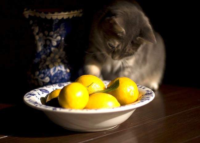 gato y limones