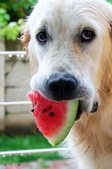 perro comiendo sandia