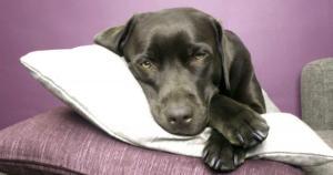 Una técnica vibracional