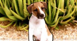 el aloe vera como suplemento