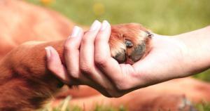 como preparar el aloe vera