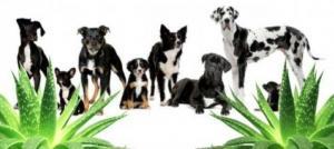 aloe vera para perros y animales