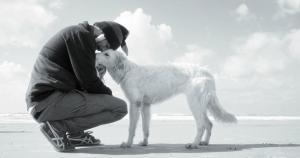 terapia emocional animal