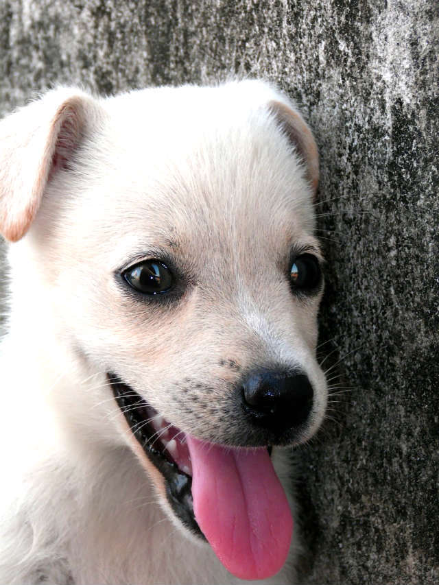 ansiedad por separacion el cachorro y su educacion