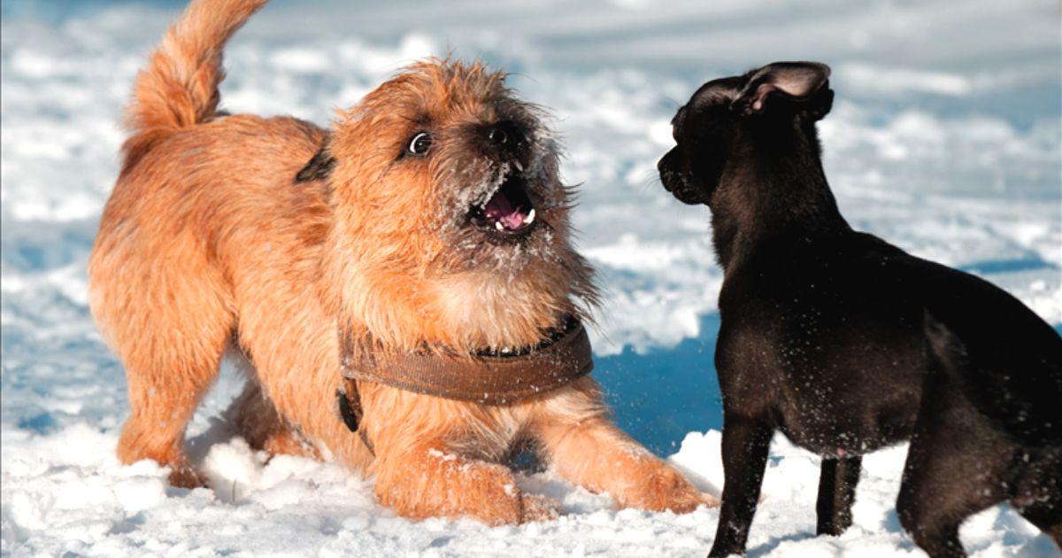 Cómo expresan sus Emociones los Perros