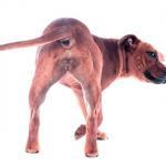 el lenguaje de la cola de los perros