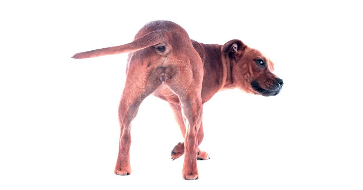 el lenguaje de la cola de los perros
