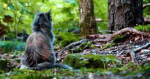 El reiki como ayuda emocional