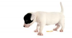 hacer pipi en la calle cachorro