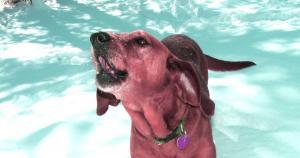 mi perro ladra mucho