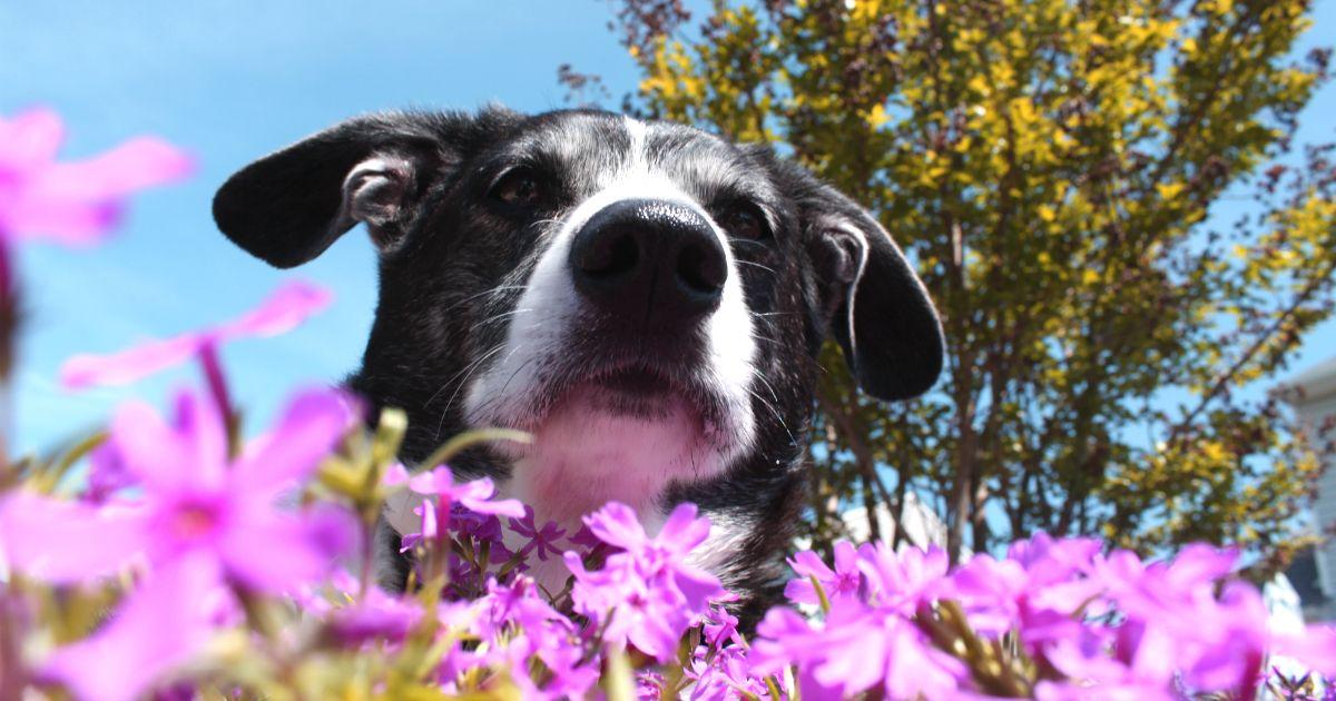 flores de bach para perros y animales