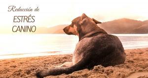 reducción de estrés canino curso