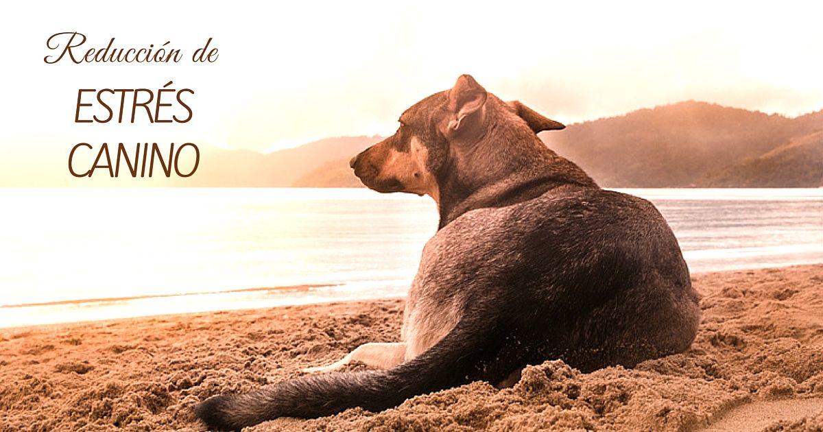 reducción de estrés canino curso
