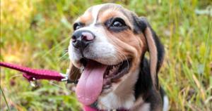 aprender a no tirar de la correa cachorro