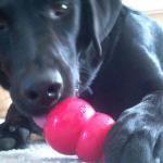 juguetes kong perros