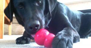juguetes kong perros