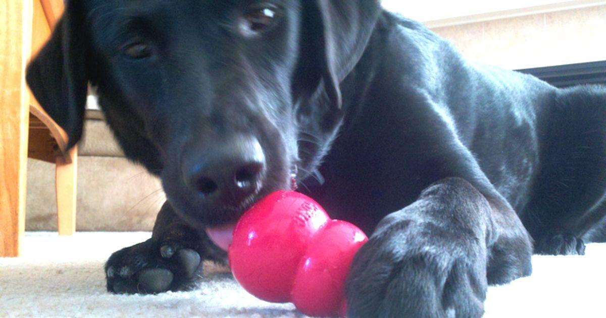 juguetes kong perros