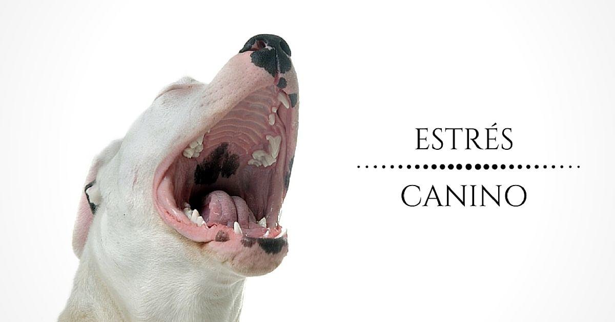 INICIO