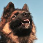el gruñido del perro y su significado