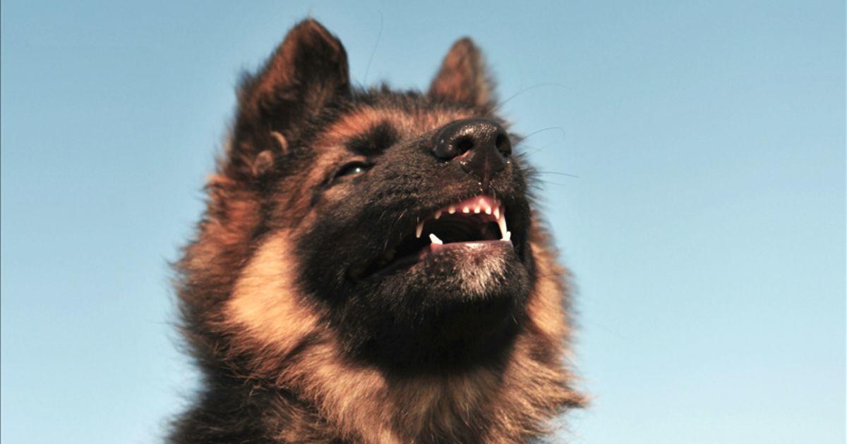 el gruñido del perro y su significado