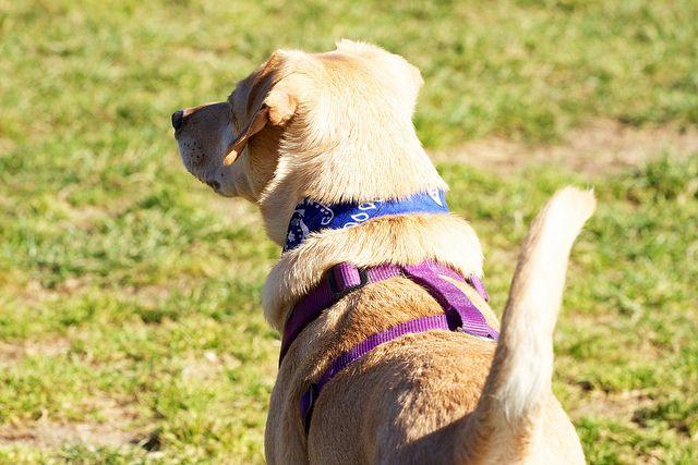 Perro con Arnés y Collar