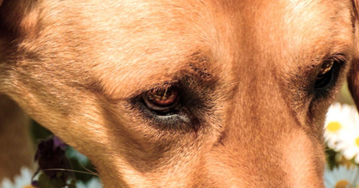 Girar la Cabeza y Apartar la Mirada Señales de Calma Lenguaje Canino