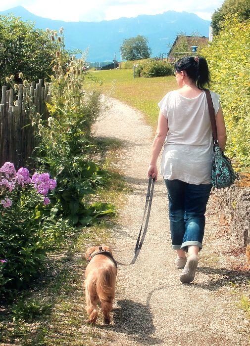 como pasear a un perro correctamente