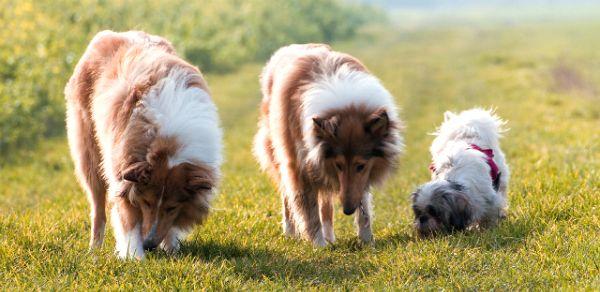 como pasear un perro correctamente