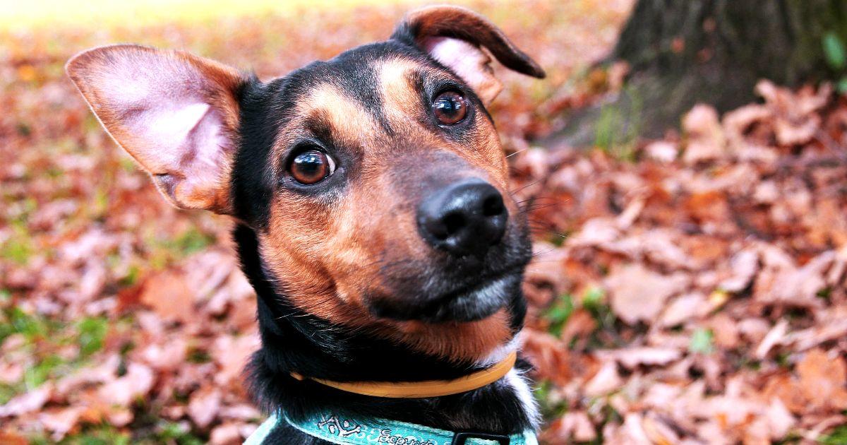 Como Pasear a un Perro Correctamente