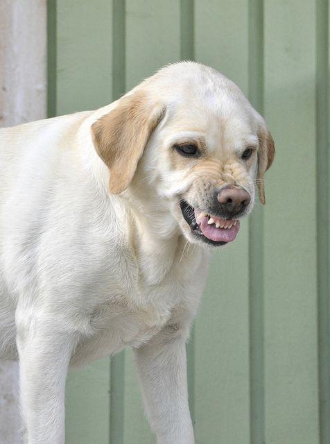 perro gruñendo