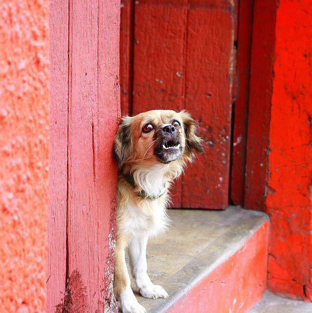 Untitled perro protector