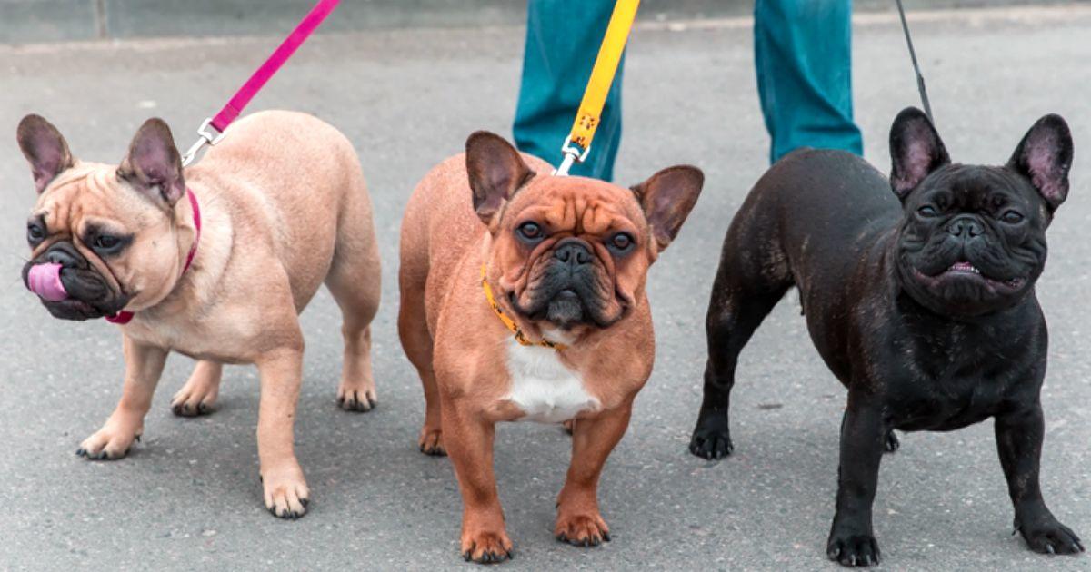 Problemas que desarrollan los Perros que tiran de la correa