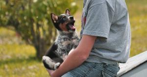 acostumbrar al cachorro a las caricias y al contacto el cachorro y su educacion 7