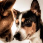 como se comunican los perros entre ellos