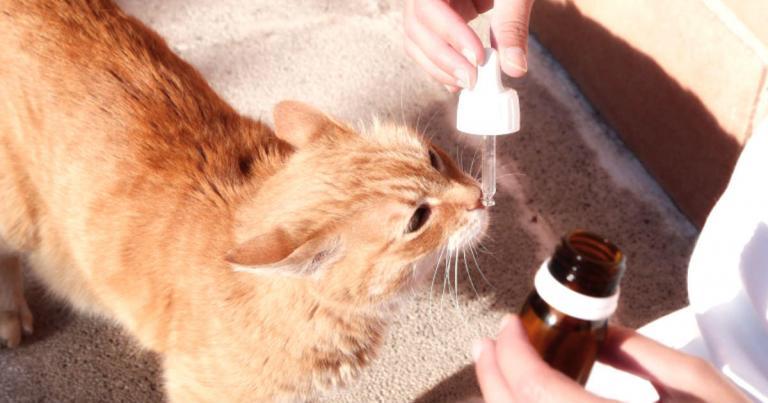 Plantas Medicinales que cuidan la Salud de nuestros Animales 1
