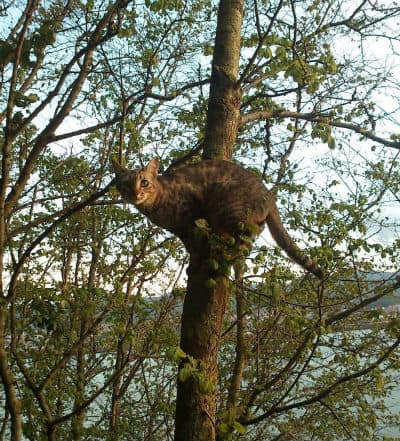 la sabiduria de los gatos 1