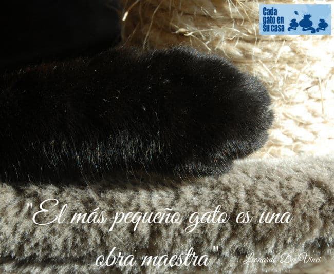 la sabiduria de los gatos 4