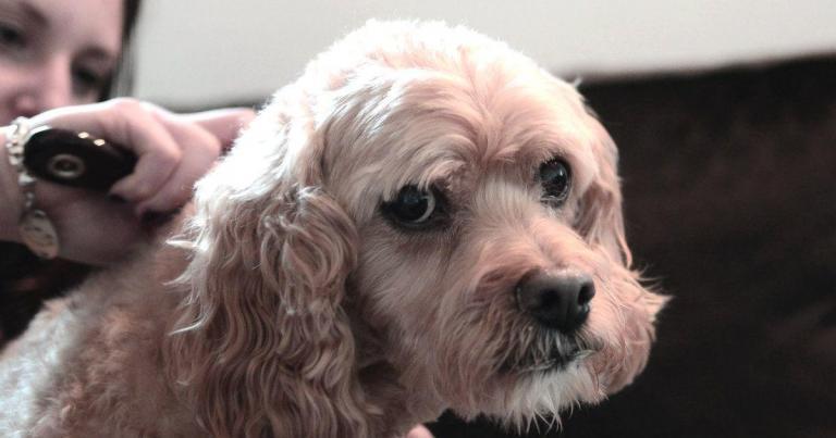 Acostumbrar al Cachorro al Cepillado