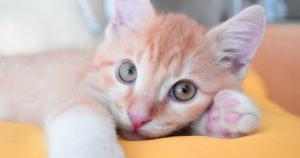 Cómo convivir con un Gato