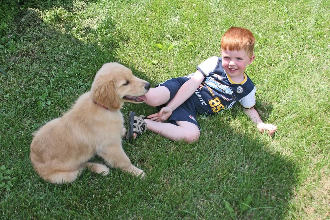 cachorro niño expresan emociones perros gedva