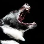 el estres del perro si tienes perro necesitas saberlo gedva
