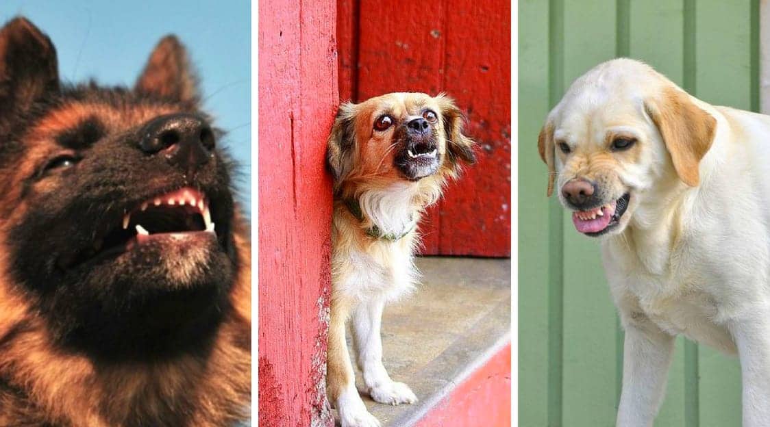 Del Perro • Gruñido Significado Causas Soluciones Gedva ED9IHW2