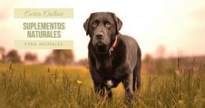 Suplementos Naturales para Animales Curso