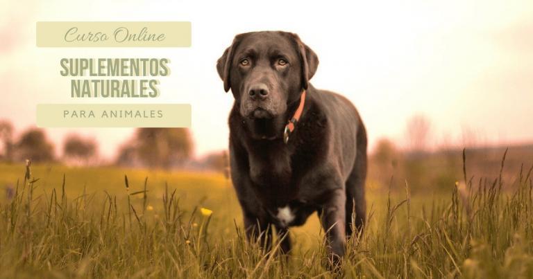 Suplementos Naturales para Animales Curso