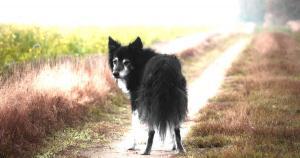 Artrosis en Perros la Enfermedad Silenciosa