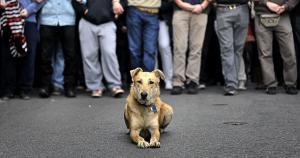 Curs d’Educacio Canina Barcelona