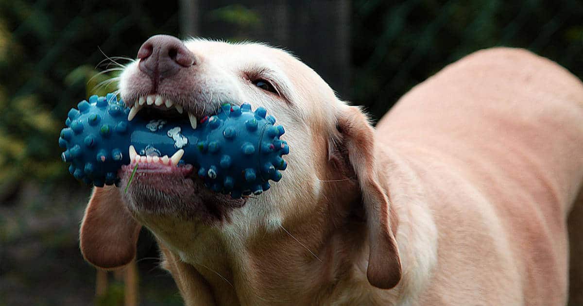 Juguetes Interactivos para Perros - Los 4 Mejores Tipos