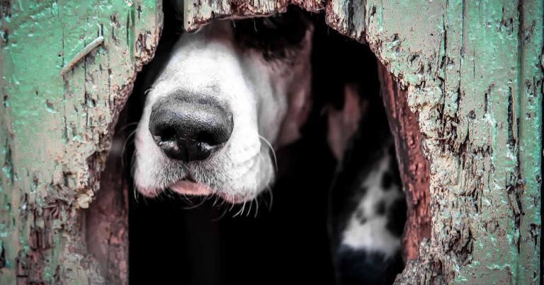 Características y Síntomas de la Ansiedad por Separación en Perros
